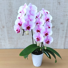 ������Ђ߂Q�{����