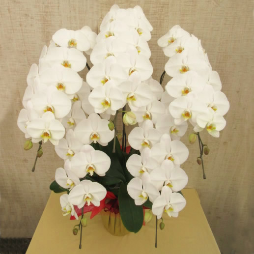�Ӓ���5�{����