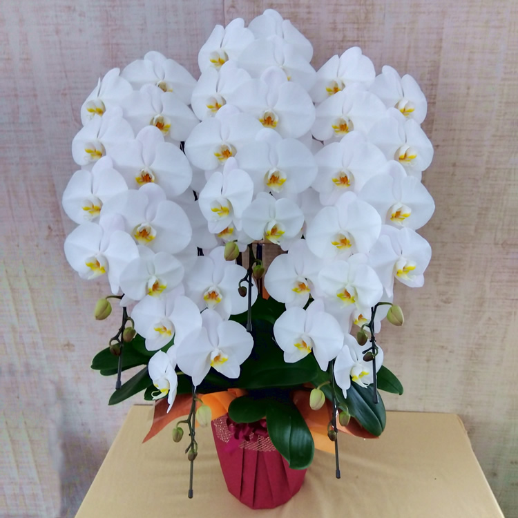 �Ӓ�����5�{����
