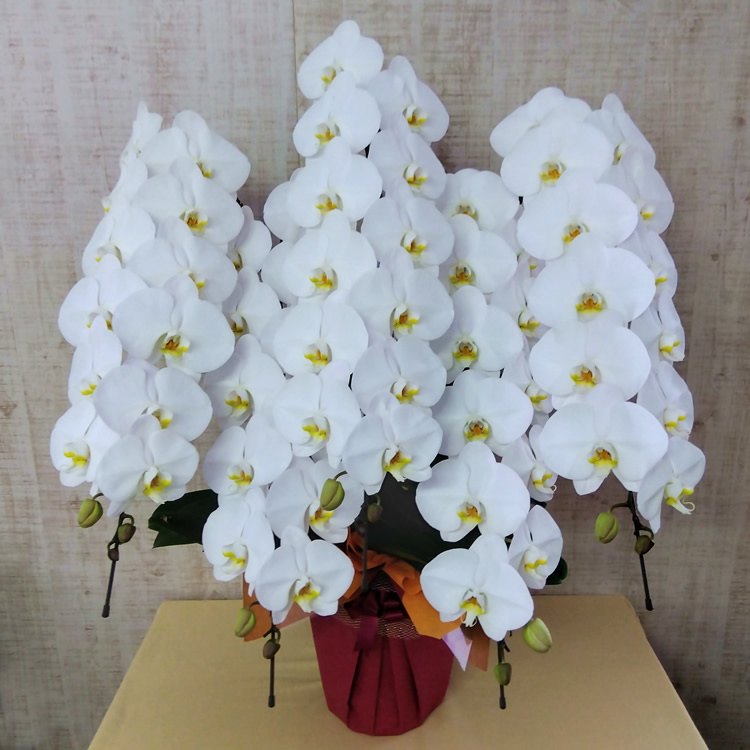 �Ӓ�����5�{����