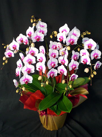 �Ӓ����@�u���C�_���h���X
