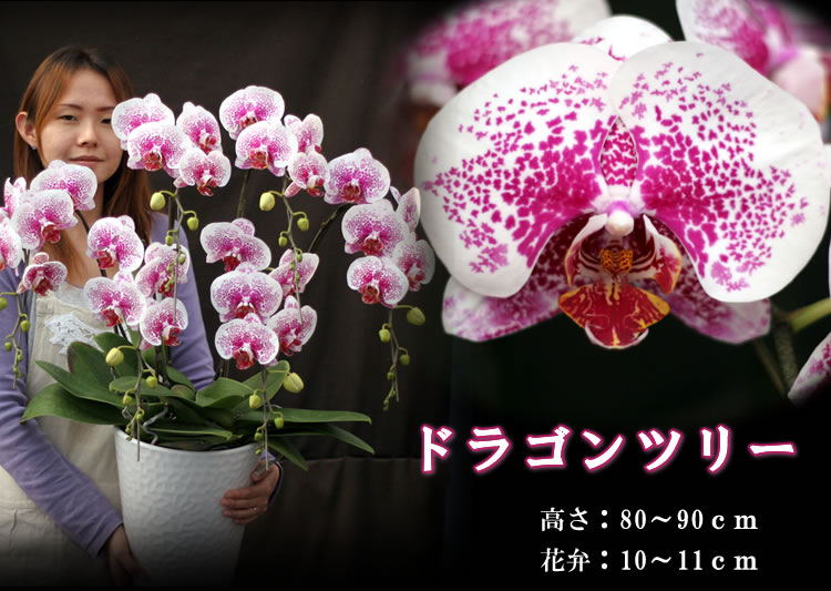 胡蝶蘭の愛華園芸【ドラゴンツリー5本立て以上】